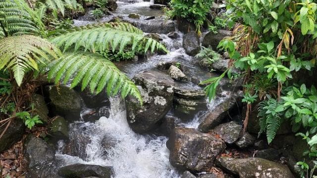 Puerto Rico: El Yunque Rainforest Guided Tour with Transfers
