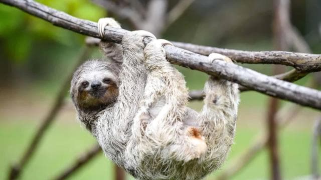 Uvita:Sloth Watching Trail-The best sloth tour in Costa Rica