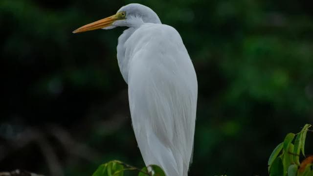 Sierpe: Jungle Wild Cruiser and Mangrove Forest Tour
