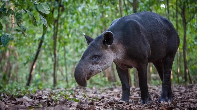 Corcovado National Park: Adventure Tour Overnight - 2 Days