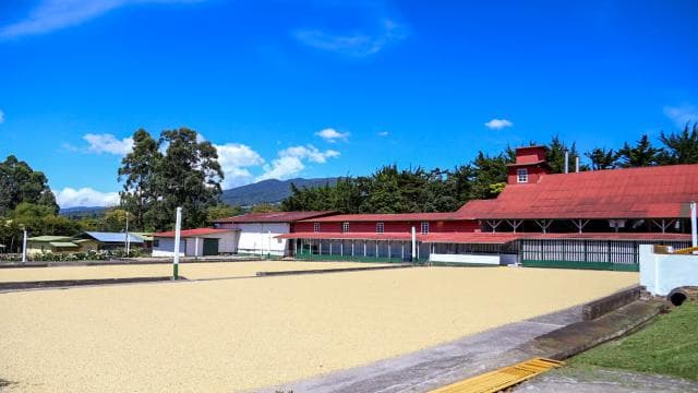 Alajuela: Coffee Plantation Guided Tour with Tasting