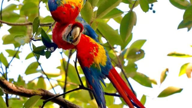 Marino Ballena National Park Private Naturalist Hike
