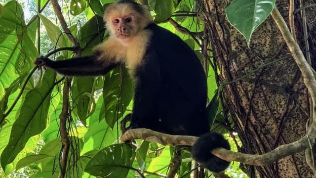 Uvita: Marino Ballena National Park Private Hike & Wildlife