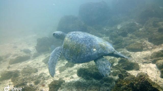 Tamarindo: Guided Snorkeling Tour with Marine Life Spotting