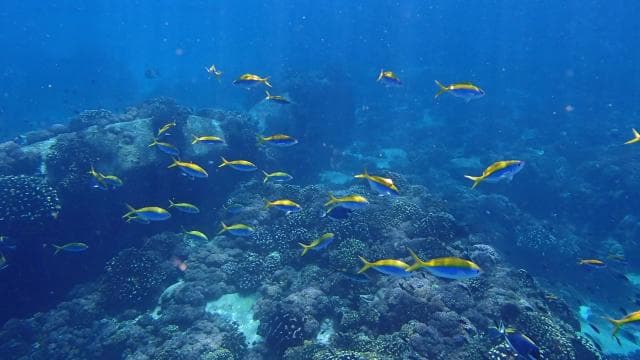 Epic Manzanillo Combo Tour: Snorkel, Dolphins & Farm Tour