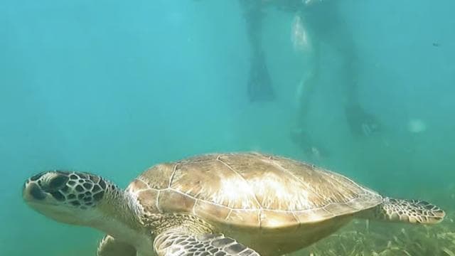 San Juan: Sea Turtles & Manatees Snorkeling with Video & Rum