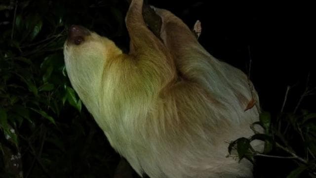 Santa Elena or Monteverde: Cloud Forest Night Walking Tour