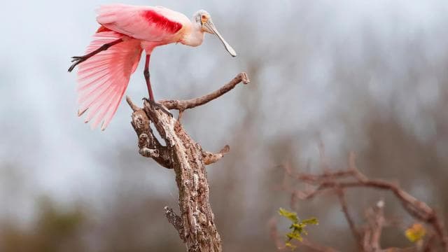 Tamarindo: Tamarindo Estuary Boat Tour with Naturalist Guide