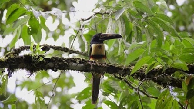 Bird Watching Tour at Rainforest Adventures Braulio Carrillo