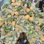 Las Terrenas Cayo levantado (Bacardi Island) Day trip Tour