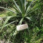 Bayahibe: National Park Jungle Walk & Snorkeling in Cenotes