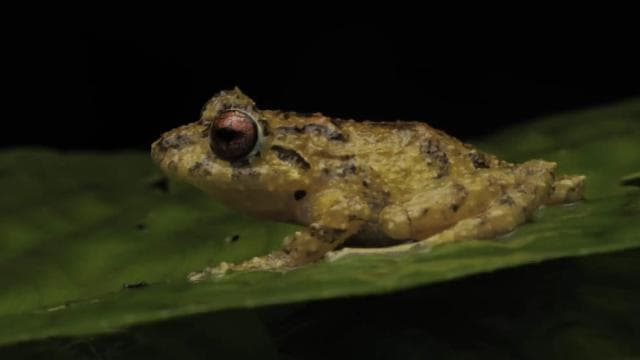 Monteverde: Guided Night Walk In Monteverde