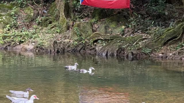 San Juan: El Yunque Tour Water Slide, Rope Swing & Pickup