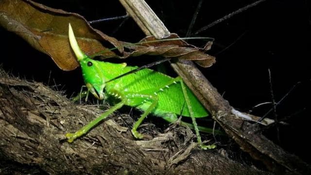 Monteverde: Private Night Tour with Wildlife Encounters