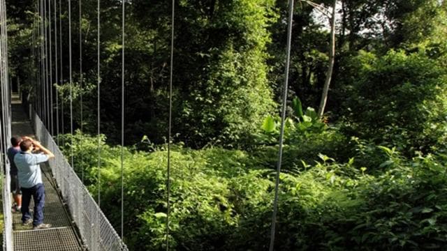 Arenal National Park: Hanging Bridges Small Group Tour