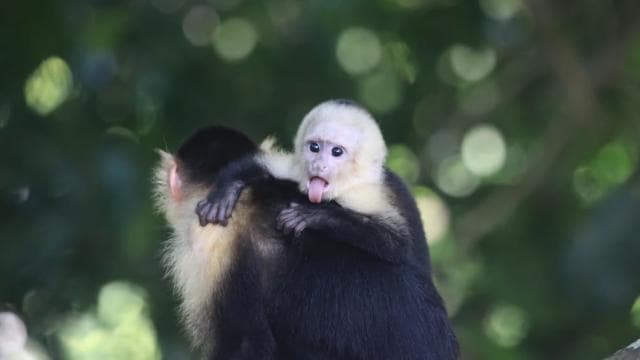 Carara National Park Tour