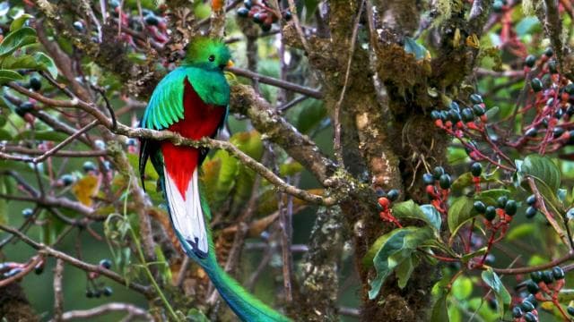 Quetzal: Costa Rica Birdwatching Experience - Los Quetzales
