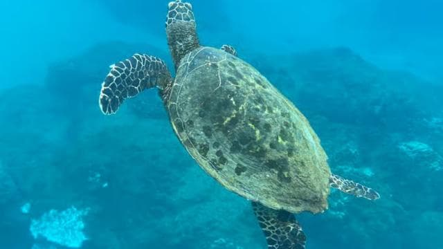 Uvita: Snorkeling in Caño Island