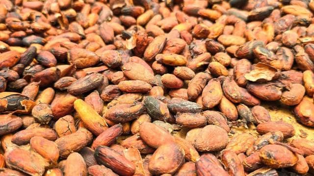 Monteverde: Coffee, Chocolate, and Sugar Cane Tour