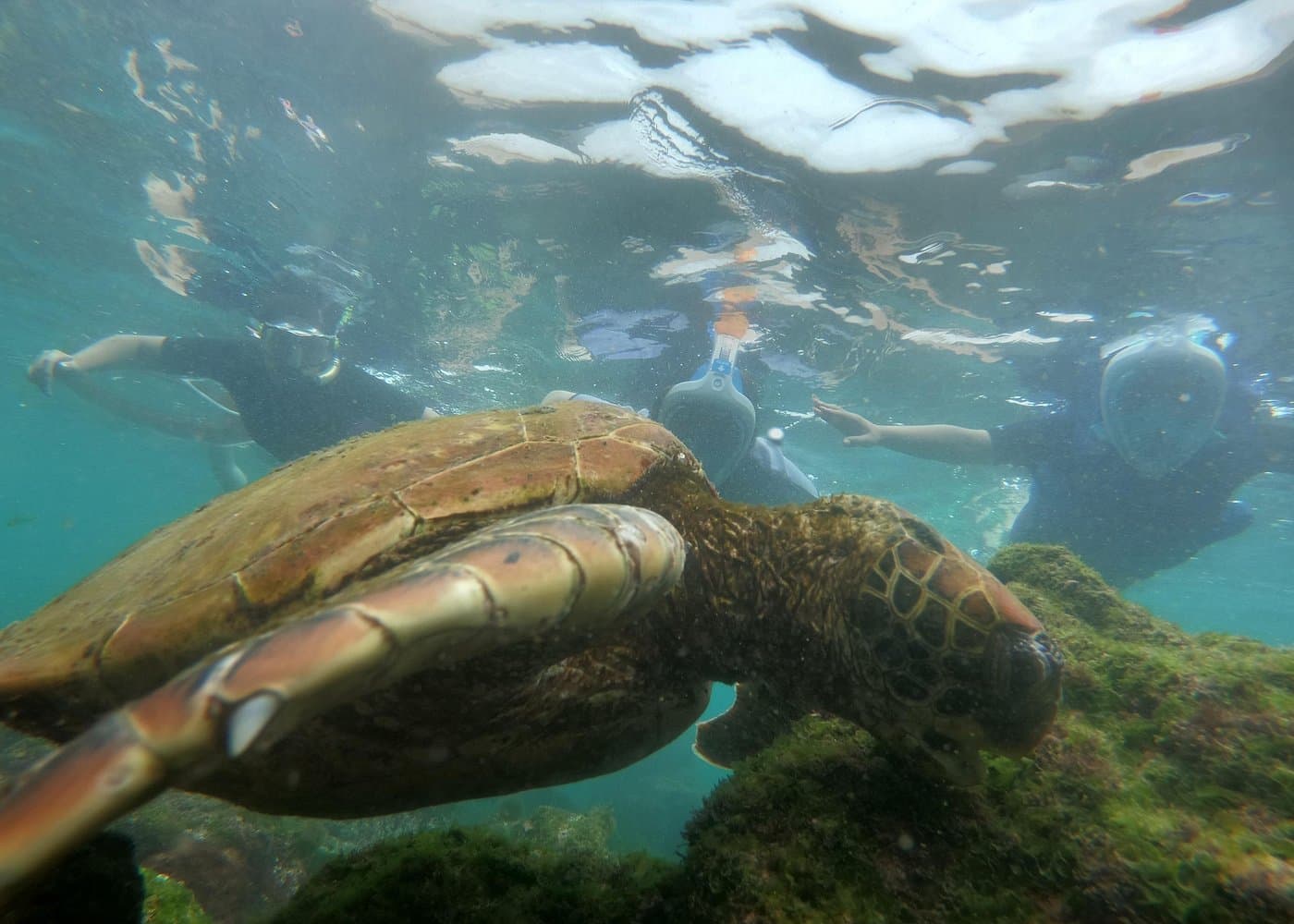 Isla Pinzón - Day Tour - From Santa Cruz - Islas Galápagos