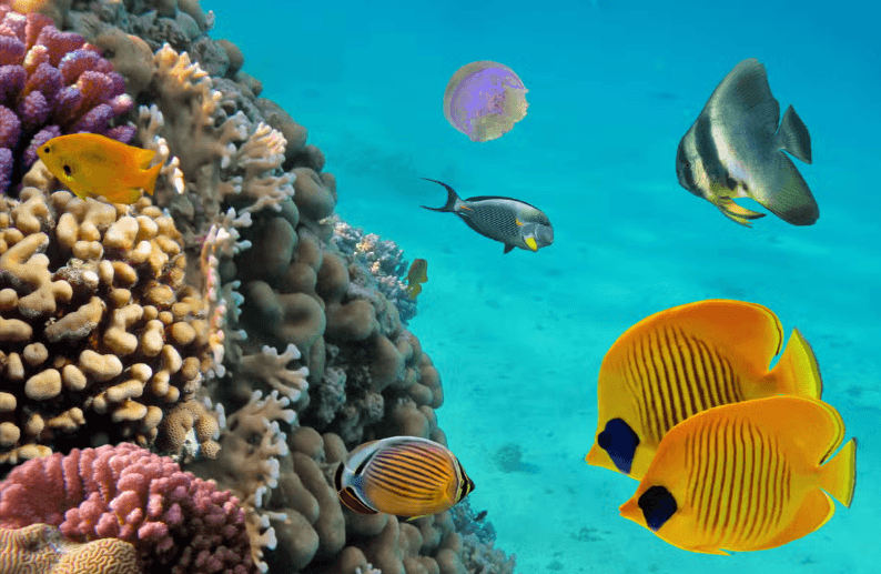 Snorkelling at Coral Beach + Saturn Cave