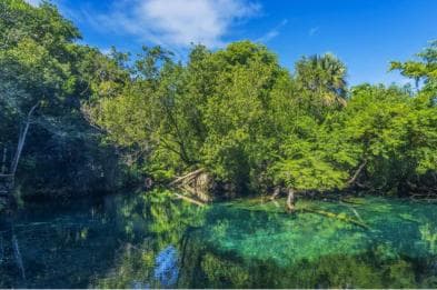 Punta Cana Cenote: Floating Sound Healing & Swim