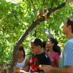 Puerto Plata: Monkeyland and Zip-Line Adventure