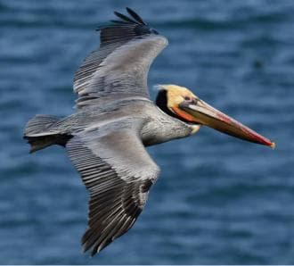 Punta Cana: Countryside and Macao Beach Half-Day Buggy Tour