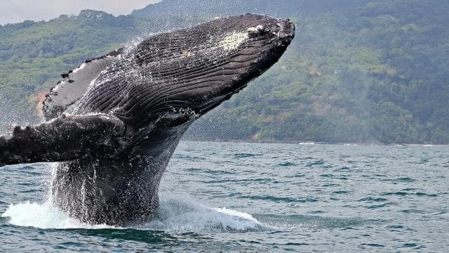 Uvita: Private Marino Ballena Boat Cruise Whales & Dolphins