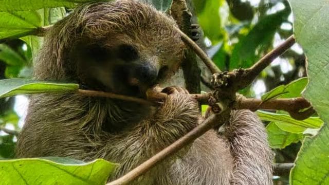 Costa Rica: Sloth Tour at Juan Castro Blanco National Park