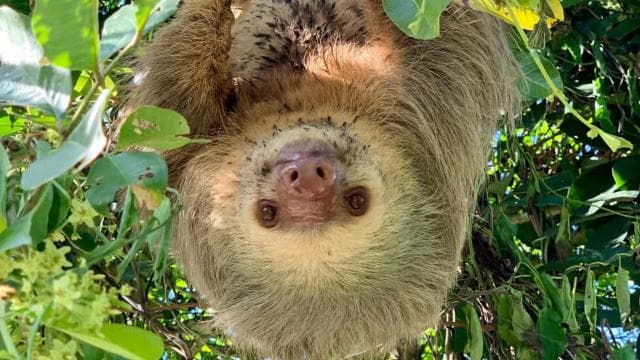 Cahuita national Park+Strand & Maratopia tropical garden