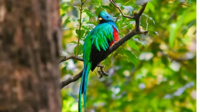 Monteverde: Cloud Forest Guided Nature Tour
