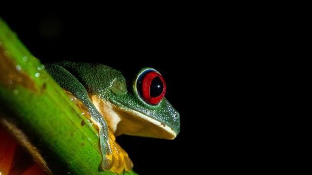 True Jungle Night Tour Manuel Antonio area
