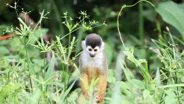 Corcovado National Park- Sirena/San Pedrillo Station - 1 Day