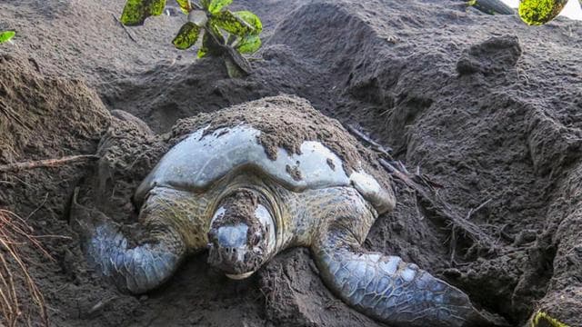 TURTLE WATCHING IN TORTUGUERO COSTA RICA