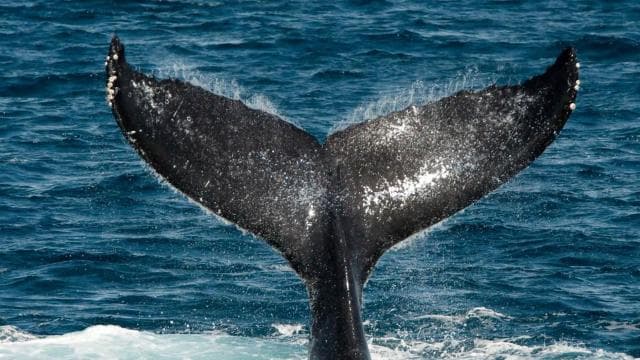 Drake Bay: Dolphin and Whale Watching Tour