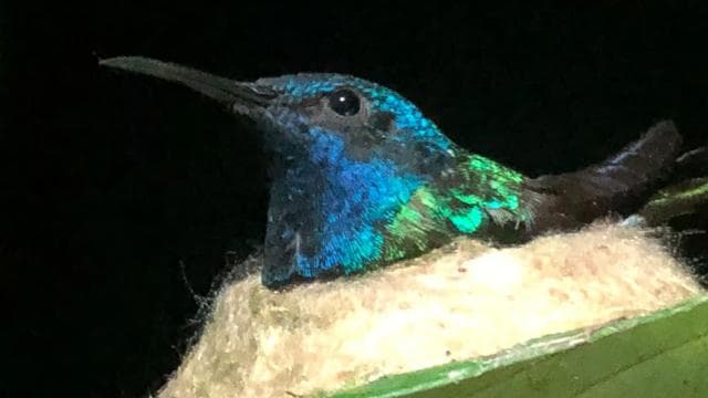 Sarapiquí: Rainforest Night Walk with Wildlife Guide