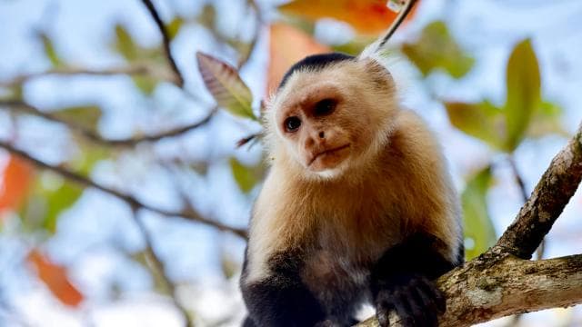 Cahuita national Park+Strand & Maratopia tropical garden