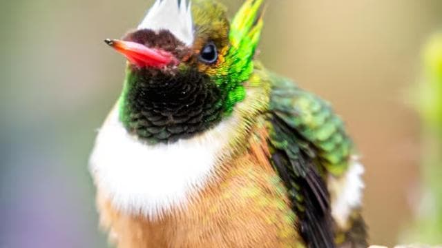 Esquipulas: Manuel Antonio Birdwatching experience