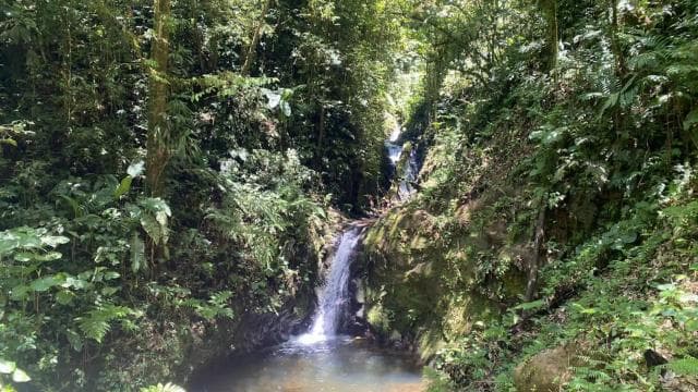 Monteverde: Cloud Forest Guided Walk