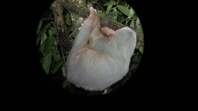 Monteverde: Night Walk through the Forest with a Guide