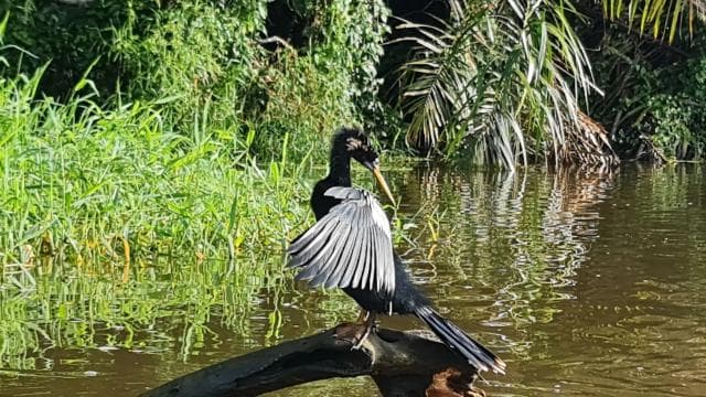 Tortuguero National Park: Canoe Tour with electric motor
