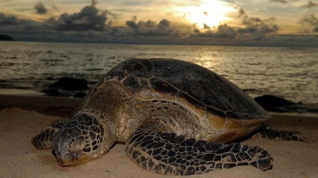 Tamarindo: Turtle Nesting Tour Tamarindo, Guanacaste, CR