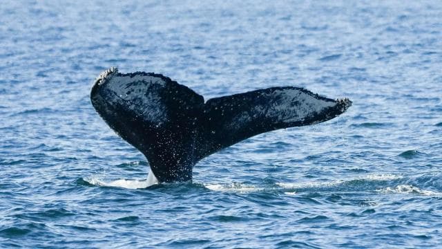Uvita: Marino Ballena National Park Whale Watching Cruise
