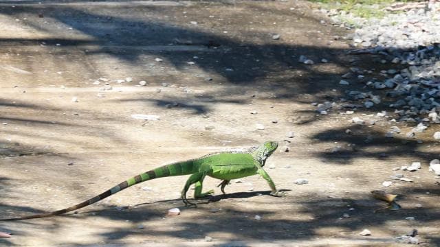 Tortuguero boat tour, Maratopia tropical garden & beach, incl. fruit