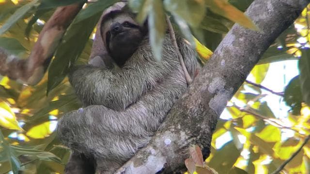 Manuel Antonio National Park: Private Nature Experience