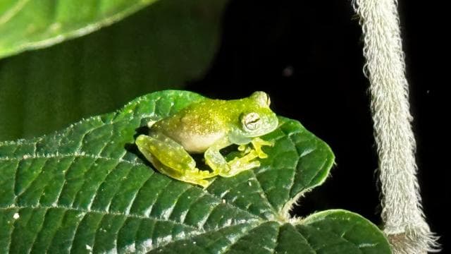 Limon: Night Walk & Rainforest Experience