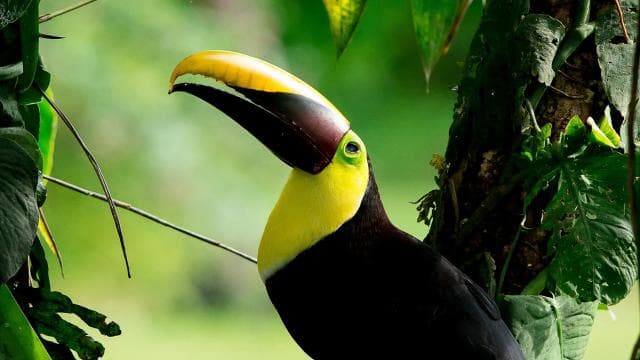 Manuel Antonio Park: Guided Tour with Ticket