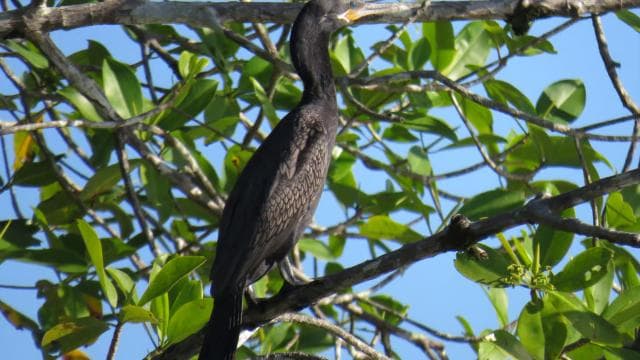 Bird Watching at Juan Castro Blanco National Park