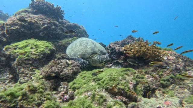 Cano Island Snorkeling Tour from Uvita